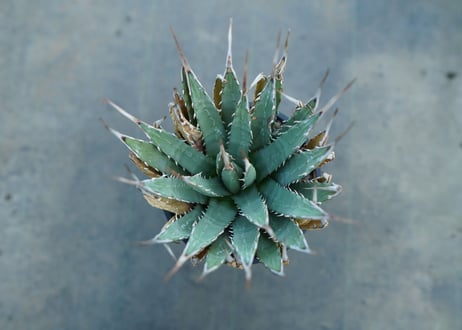 アガベ　ユタエンシス　Agave uthaensis　No.2