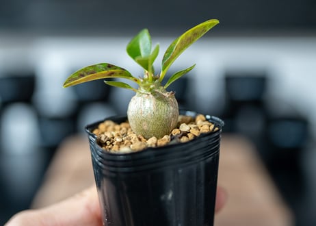 パキポディウム　ウィンゾリー　Pachypodium baronii var. windsorii　沖縄実生