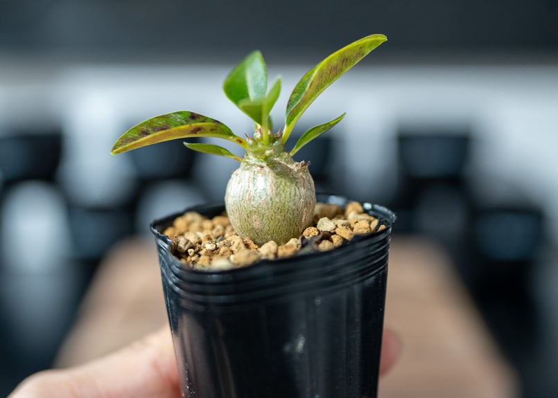 パキポディウム ウィンゾリー Pachypodium baronii var. windsor...