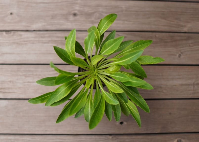鉄甲丸 Euphorbia bupleurifolia | mana's farm:塊根植物・