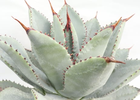 Agave pygmaea Dragon Toes