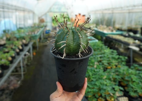 ユーフォルビア　スーパーバリダ　Euphorbia super valida  No.3