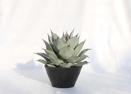 Agave dragontoes  アガベ　ドラゴントゥース