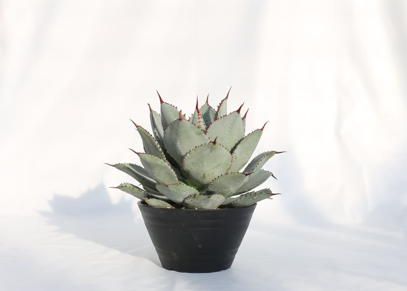 アガベ　ドラゴントゥース　クレスト　綴化2頭個体　縞斑 Agave dragontoes アガベ ドラゴントゥース | mana's farm:塊根