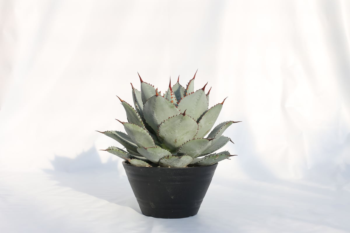 Agave dragontoes アガベ ドラゴントゥース | mana's farm:塊根