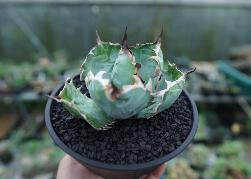 アガベ チタノタ ブラックアンドブルー Agave titanota black and