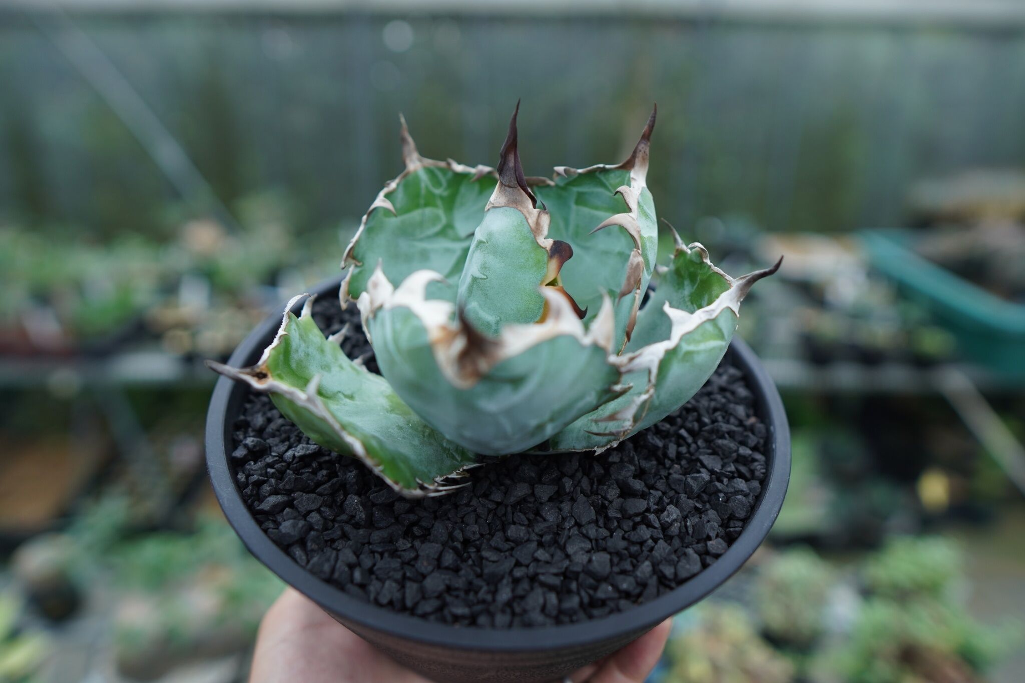 アガベ チタノタ ブラックアンドブルー Agave titanota black and