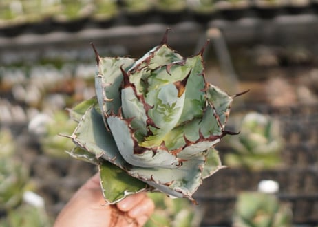 Agave titanota 'black and blue'　カキコ　大