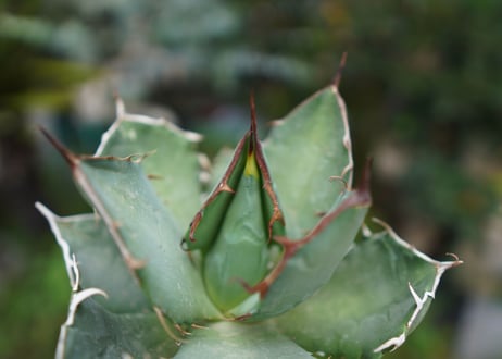 Agave titanota 白鯨 D NO.2
