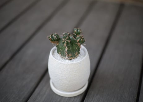 ユーフォルビア ハンディエンシス Euphorbia handiensis