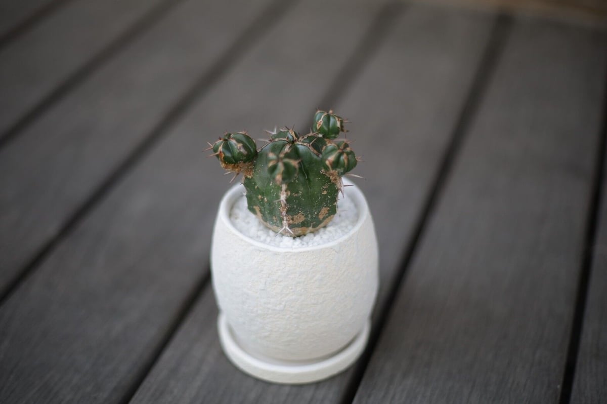 ユーフォルビア ハンディエンシス Euphorbia handiensis | mana's
