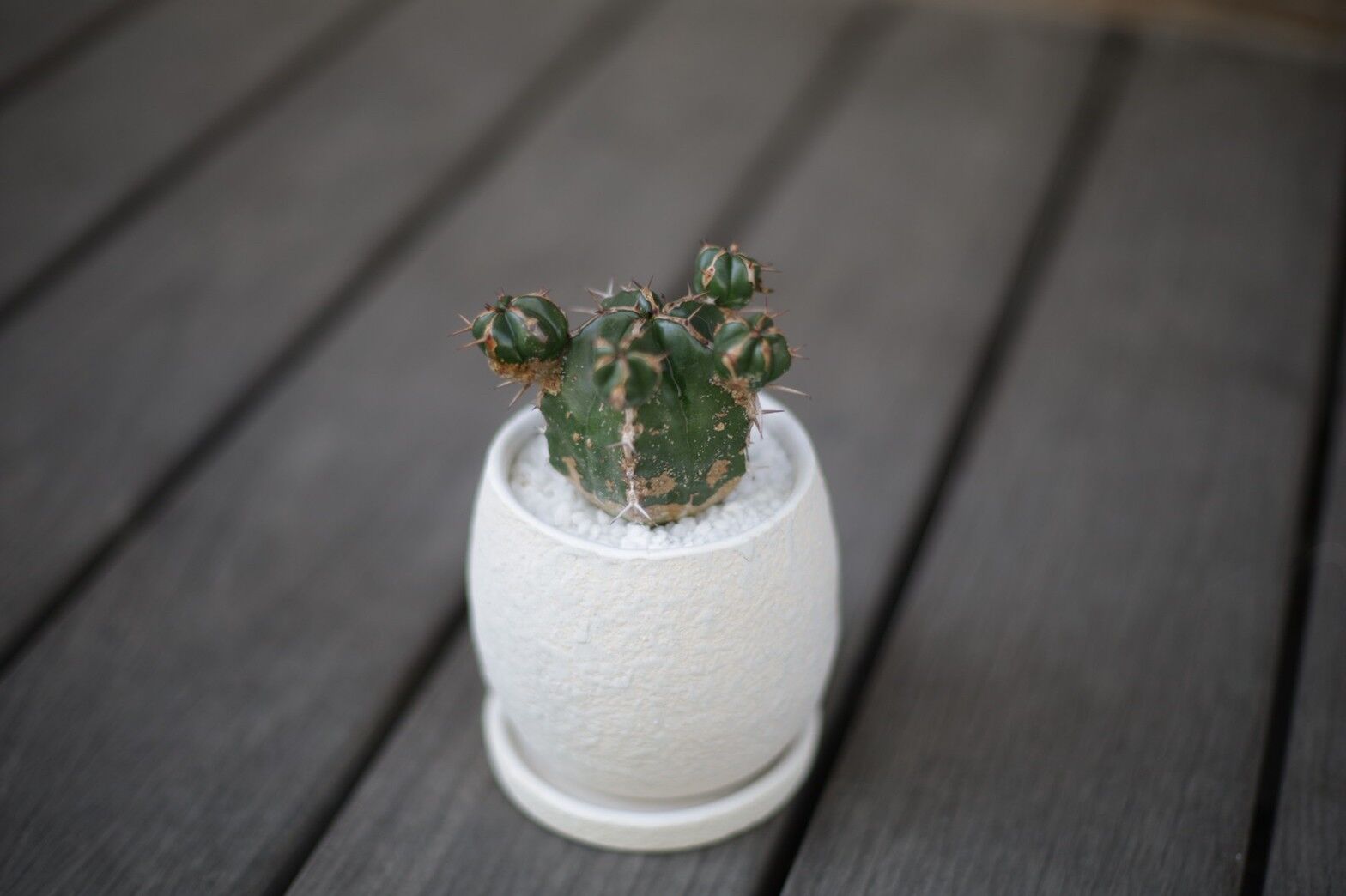 ユーフォルビア ハンディエンシス Euphorbia handiensis | mana's