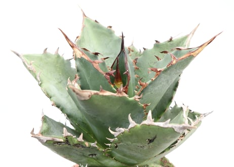 Agave titanota FO-76 compacta dwarf  no.４