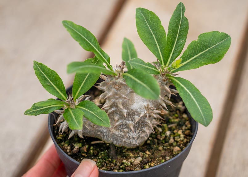 パキポディウム 恵比寿大黒 | mana's farm:塊根植物・アガベ・ドライ