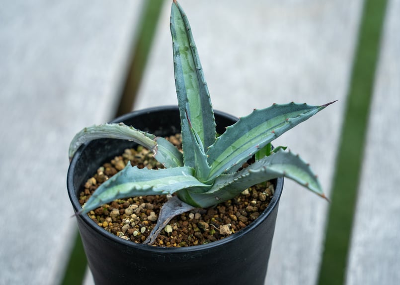 アガベ エクスパンサ パリーダ | mana's farm:塊根植物・アガベ