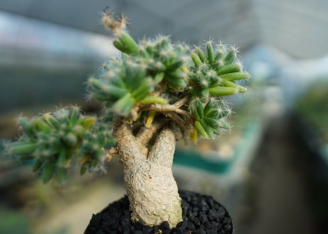 トリコディアデマ　デンサム　Trichodiadema densum  No.2
