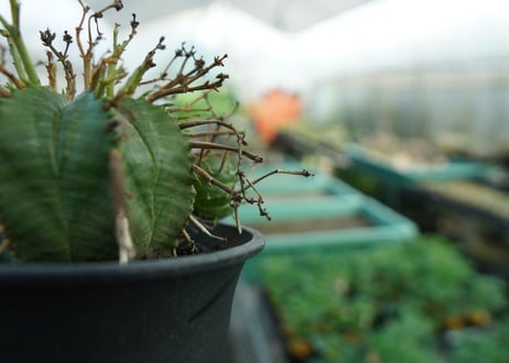ユーフォルビア　スーパーバリダ　Euphorbia super valida  No.2