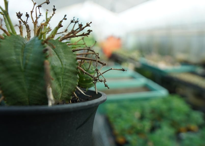 ユーフォルビア スーパーバリダ Euphorbia super valida No.2 |
