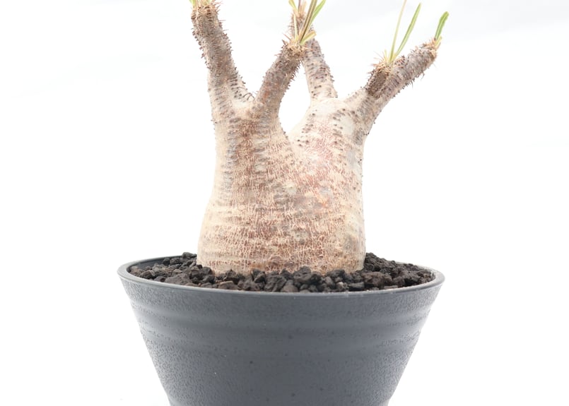 パキポディウム グラキリス(真ん中のみ) パキポディウム グラキリス no.93 | mana's farm:塊根植物・アガベ
