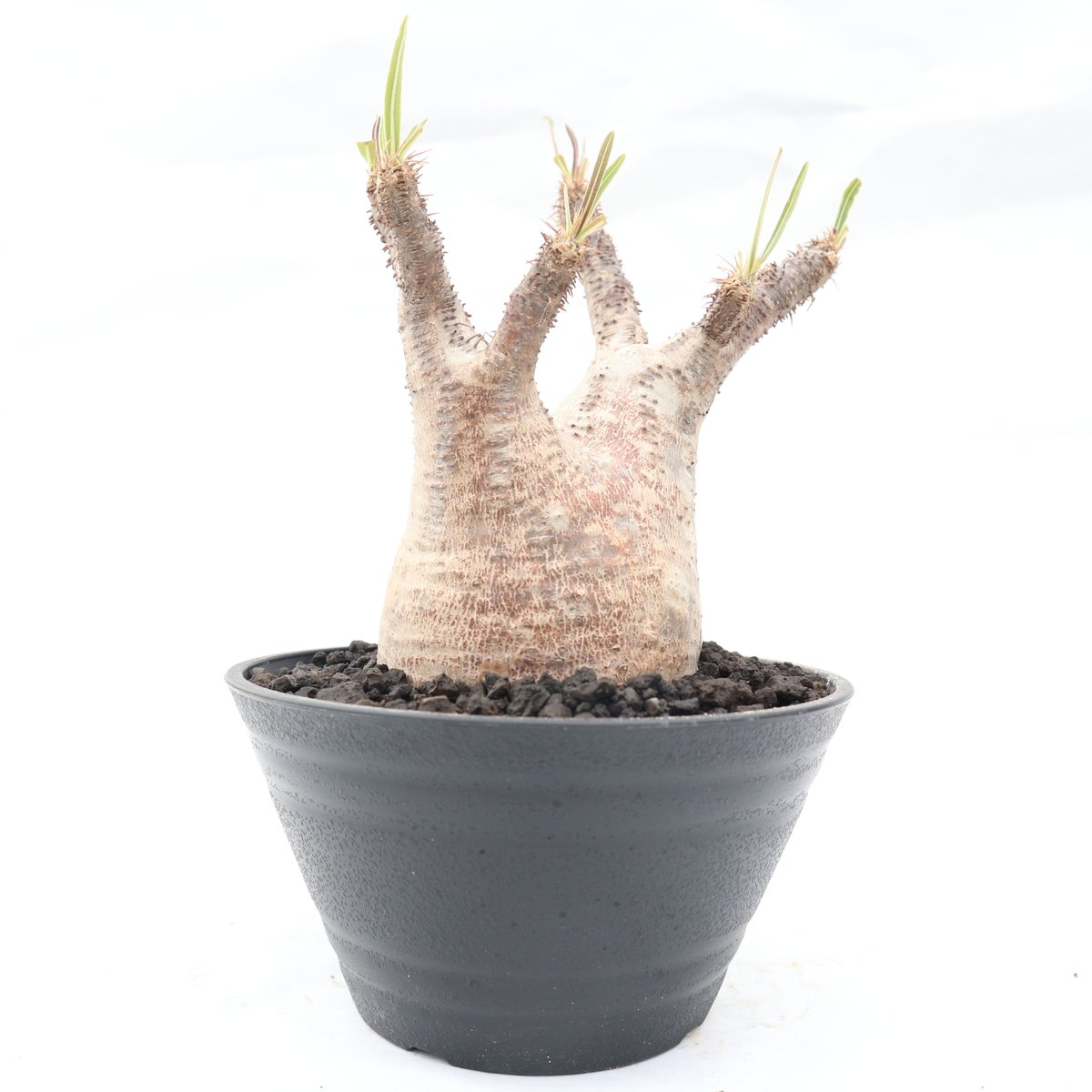 パキポディウム グラキリス no.93 | mana's farm:塊根植物・アガベ