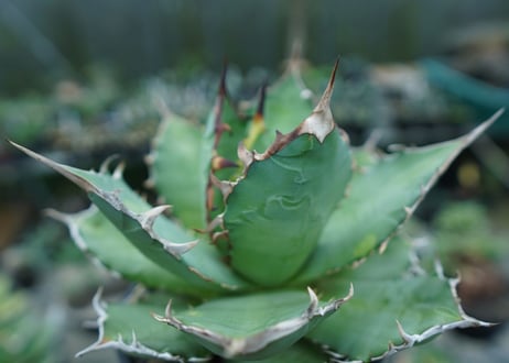 アガベ　チタノタ　FO-76　agave titanota  FO-76  No.2