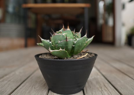 アガベ　チタノタ　FO-76　Agave titanota ”FO-76"