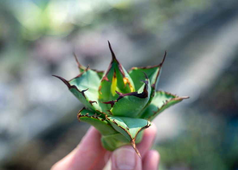 アガベ FO-76 インドネシア カキコ株 NO.1 | mana's farm:塊根植物・