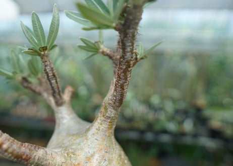 パキポディウム　グラキリス　 Pachypodium Gracilius  No.8