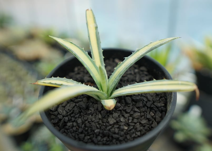 アガベ マクロアカンサ錦 Agave macroacantha variegata NO.2