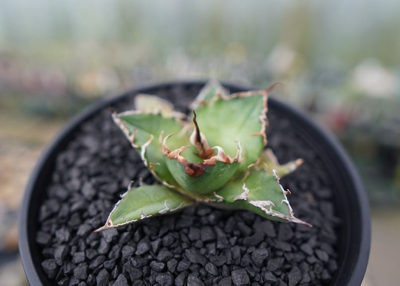 agave titanota Caesar アガベ　チタノタ　シーザー　親株 agave titanota fo-076 caesar /アガベ チタノタ fo-076 シーザー