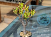 パキポディウム グラキリス 白肌 | mana's green:塊根植物販売 パキポディウム グラキリス 白肌 | mana's green:塊根植物販売