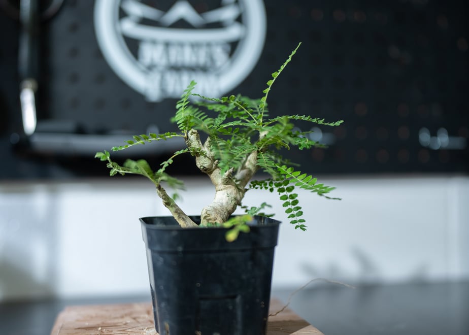 66a9fe71e5a6e6002fb94144