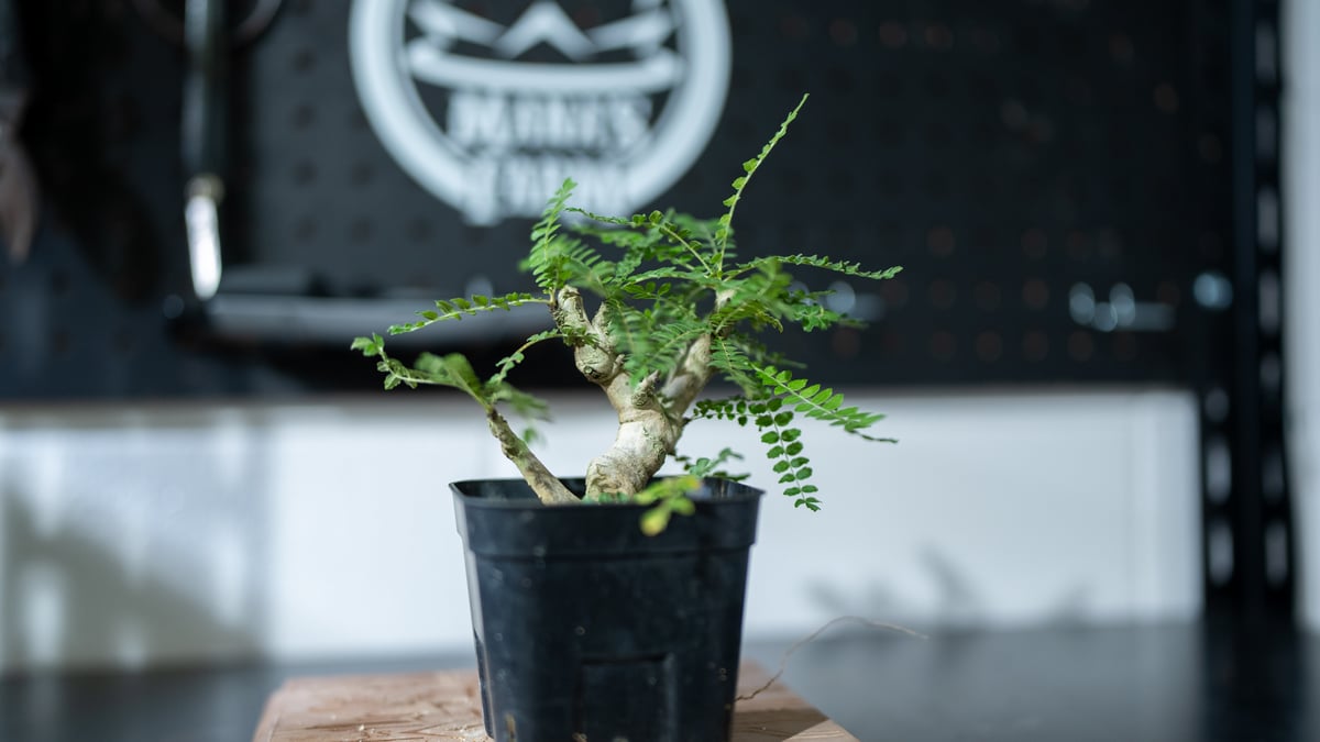 ボスウェリア ネグレクタ | mana's farm:塊根植物・アガベ・ドライ