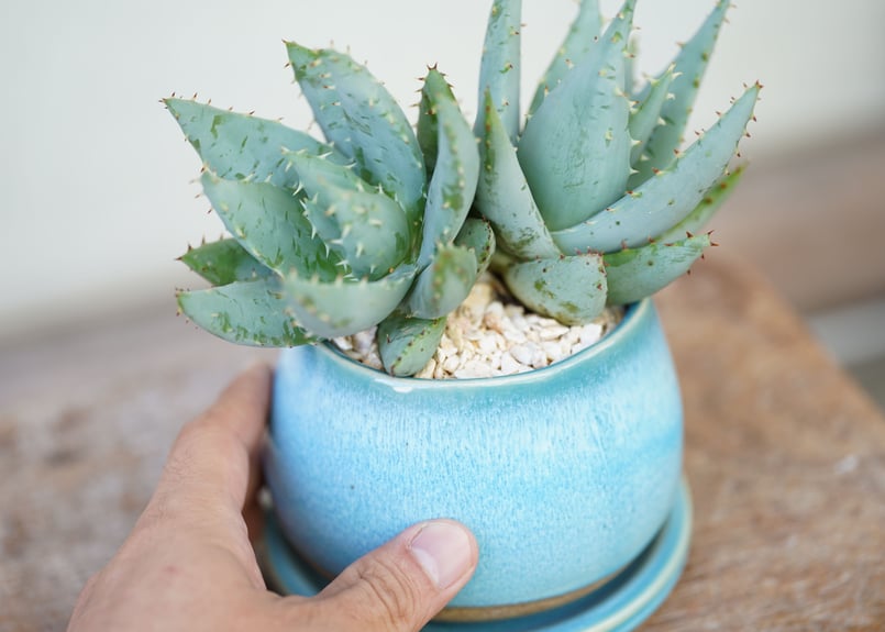Aloe peglerae | mana's farm:塊根植物・アガベ・ドライガーデン植物販