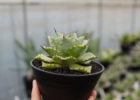 Agave potatorum×Isthmensis　No.2