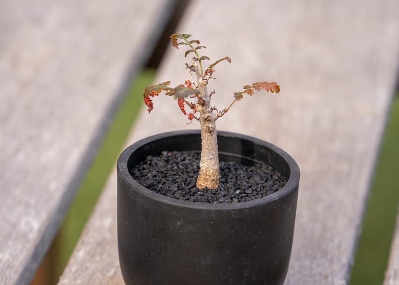 ボスウェリア ソコトラナ × ナナ 沖縄実生 | mana's farm:塊根