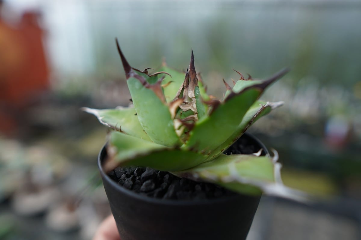 アガベ チタノタ ハデス Agave titanota Hades No.1 | mana's アガベ チタノタ ハデス Agave titanota Hades No.1 | mana's