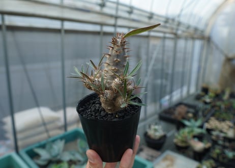 パキポディウム　カクチぺス　Pachypodium cactipes  No.1