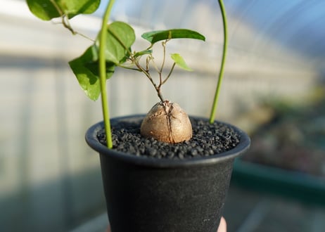 亀甲竜　Dioscorea elephantipes No.1
