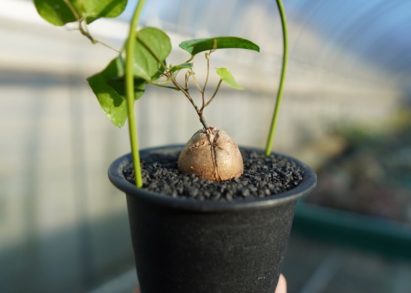 亀甲竜 Dioscorea elephantipes No.1 | mana's farm:塊