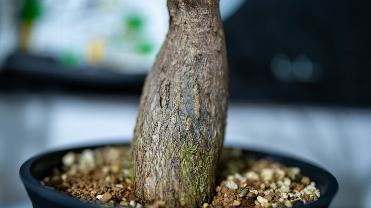 オペルクリカリア デカリー | mana's green:塊根植物販売|マナズ オペルクリカリア デカリー | mana's green:塊根植物販売|マナズ