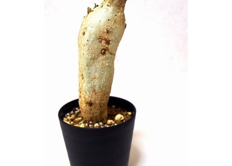 ユーフォルビア ステラータ 飛竜  Euphorbia stellata №１