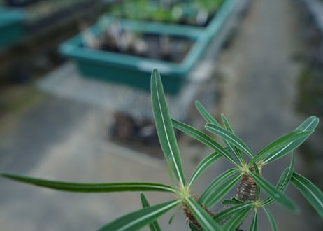 【発根管理中】パキポディウム　グラキリス　 Pachypodium Gracilius  No.2