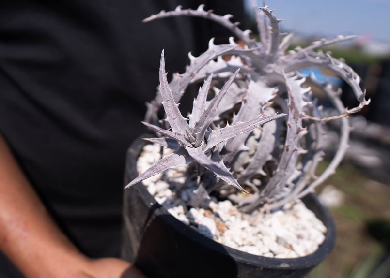 Dyckia goehringii Super White 超希少 | mana's gree Dyckia goehringii Super White 超希少 | mana's gree