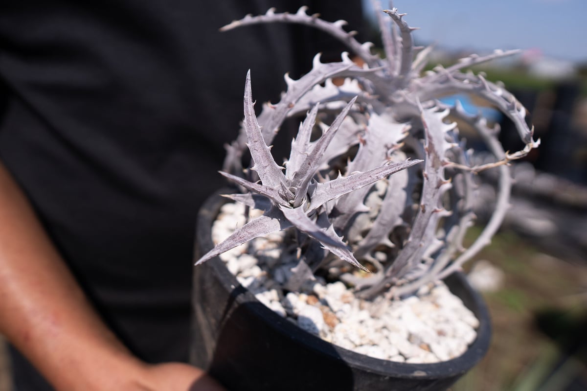 Dyckia goehringii Super White 超希少 | mana's farm