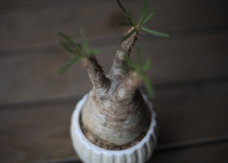 グラキリス　 Pachypodium Gracilius