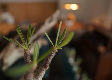 パキポディウム　グラキリス　 Pachypodium Gracilius