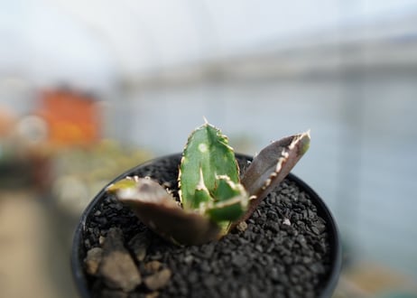 アガベ　チタノタ　鬼爪雪峰  Agave titanota “Onitsume Yukimine"　No.1