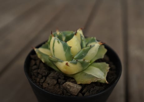 アガベ　王妃雷神錦　黄中斑　Agave　“Ohi Raijin Nishiki Kinakahu”