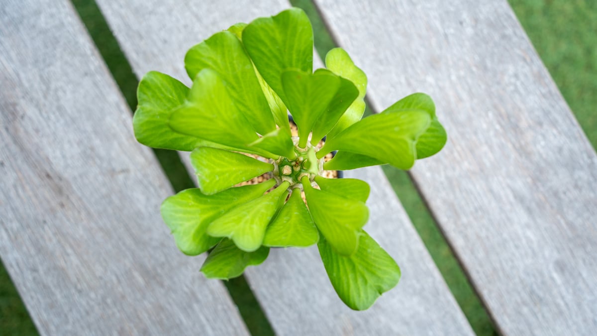 ユーフォルビア・ポイゾニー、アガベの2本セット、引き取り限定‼️ ユーフォルビア・ポイゾニー、アガベの2本セット、引き取り限定‼️